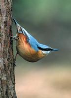 Eisvogel